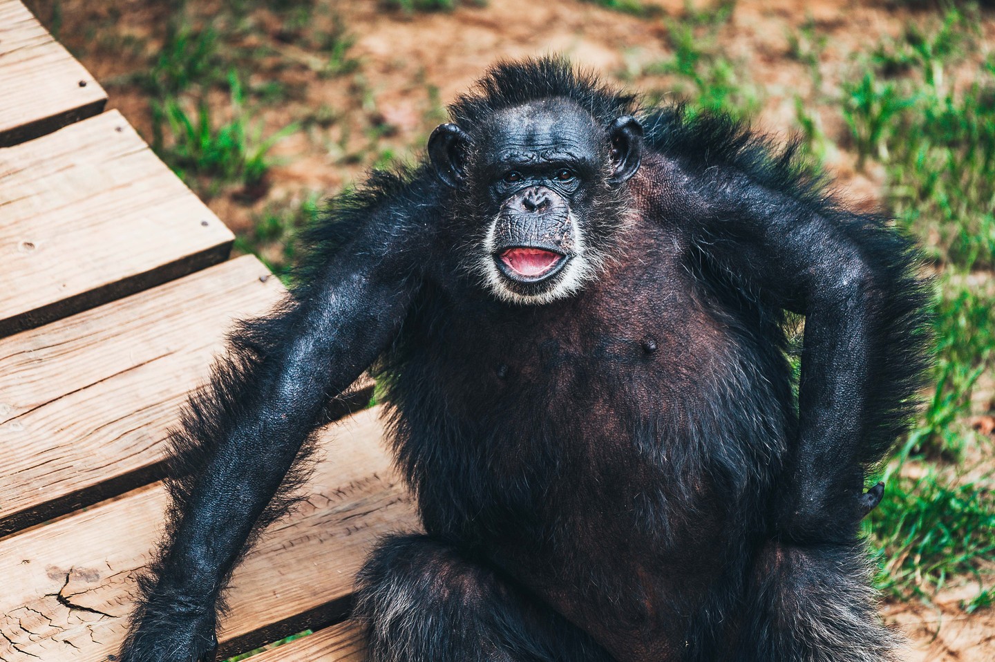 Sometimes a chimp perfectly embodies their name – and one thing's for sure, nobody does it quite like Fancy. 💅