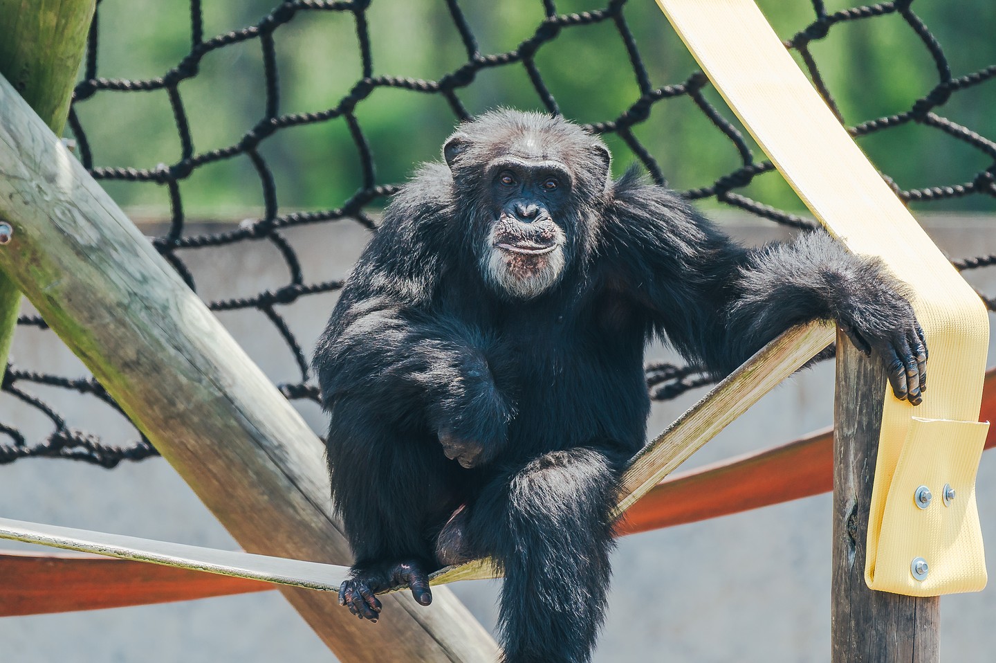 Henry loves spending time outside in his new corral, so he has been making full use of the new structure additions to his play yard structure. Extra firehoses and jungle gym netting to climb? Yes please!