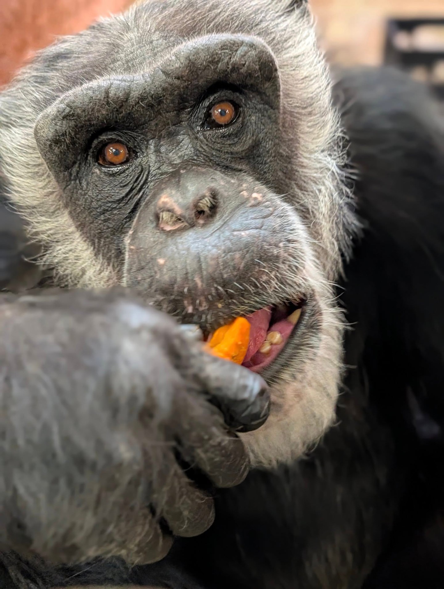 Henry Danger is one of the sanctuary's newest additions from New Mexico, and he’s settling in wonderfully! He enjoys spending time with his buddy Shogun, and he's taking his sleep very seriously in his golden years. In fact, he starts his nightly routine around 3 p.m., ensuring he's happily ready to hit the hay before anyone else. 

📷 Lauren
