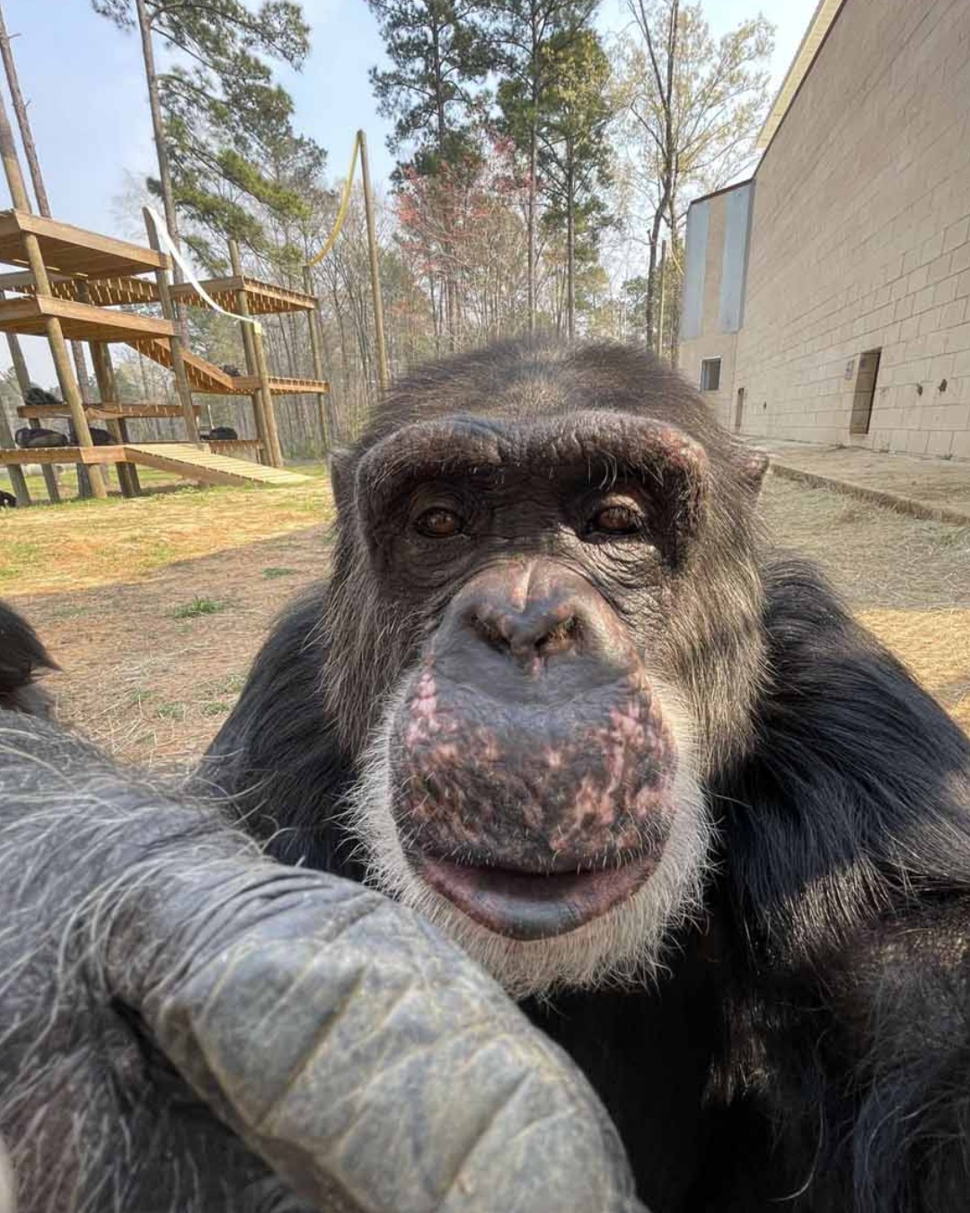 Chris is truly an angel on earth — and we’re excited to announce a big breakthrough in his positive reinforcement training! He has miraculously discovered what his arms and legs are (finally!), and he’s doing great with injection training too. Go, Chris!

📷 Communications and Development Specialist, Morgahn