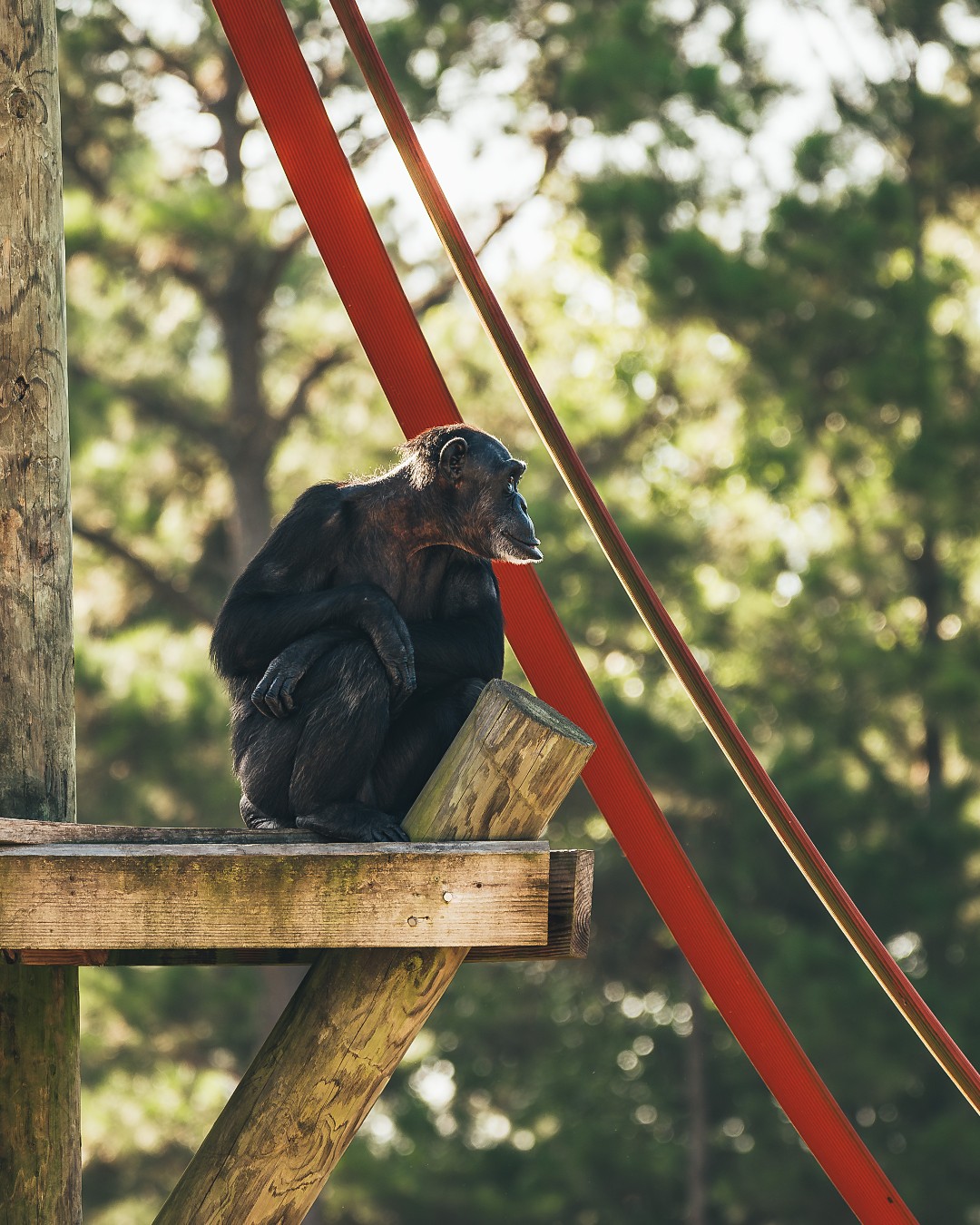 All hail Queenie B, the queen of causing drama, being the nosy neighbor, and catching fruit with perfect precision (as long as it's something she wants. If it's not, she is also the queen of pitching it right back at you). 🍌 👑