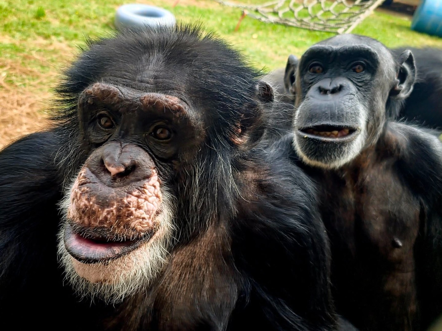 Sometimes, the best friendships take time. 💛 When quiet boy Mikey and popular girl Queenie B first met at the sanctuary, they didn't hit it off. 

But over the years, something shifted. These days, the two sit with each other and hold each others feet and hands and play their favorite game of footsie. They're always in close proximity, and they're always ready to play. 

