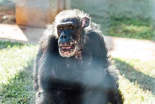 Chimp BFFs: Kelsey, Backus, & Andy