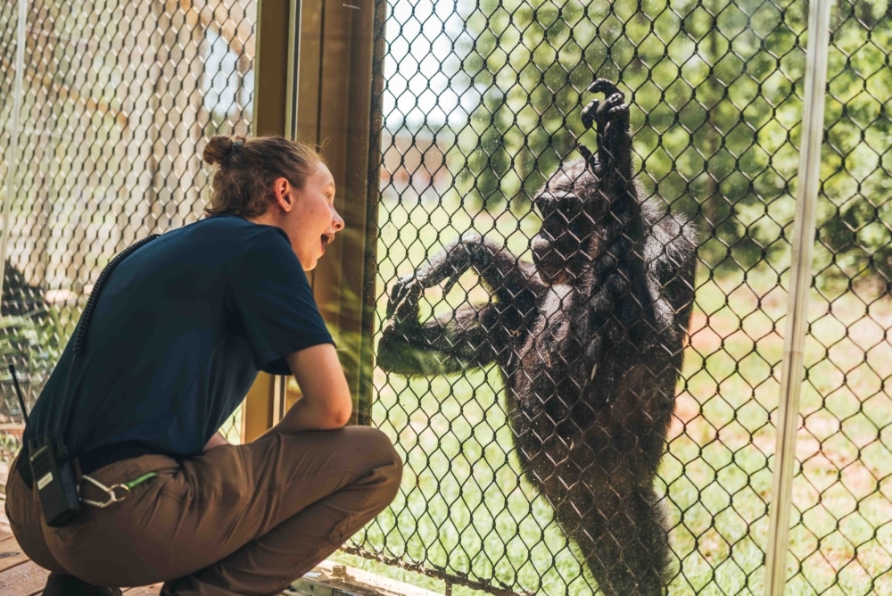 Chimp Haven Staff Playing With Chimp Over The Fence