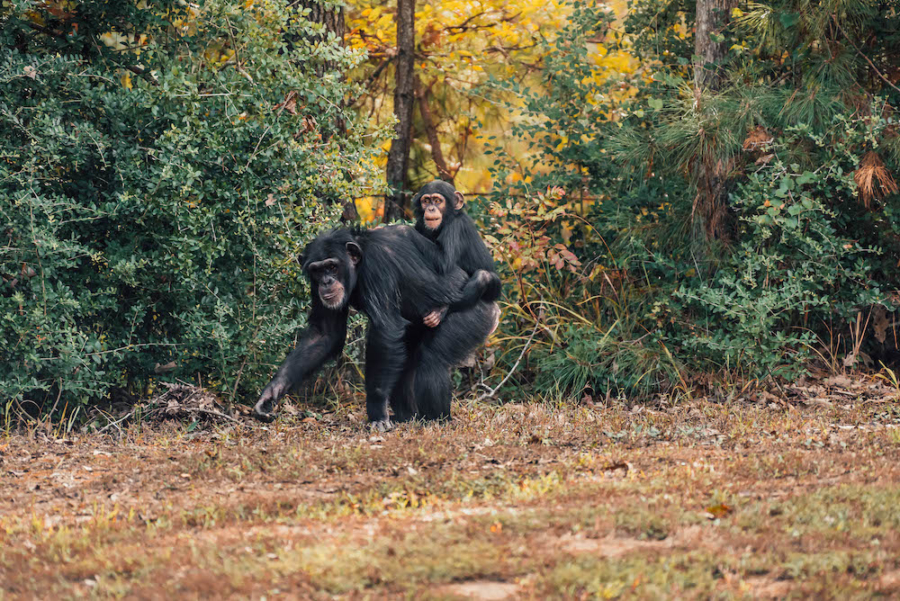 carlie piggy back ride
