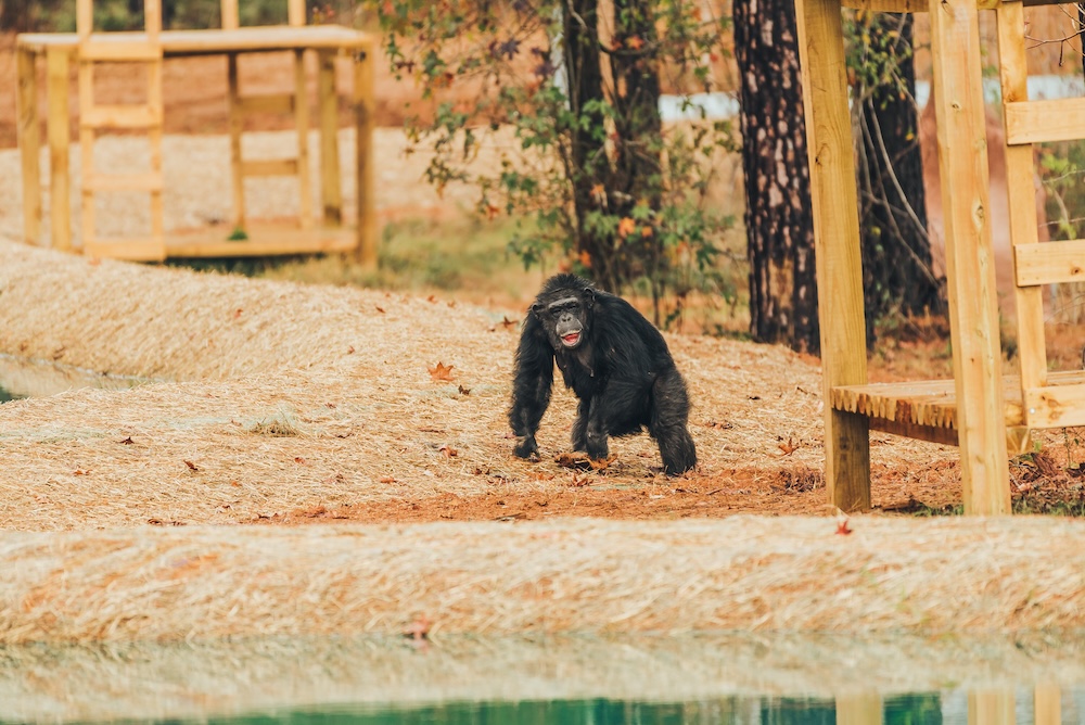 Chimp Cherry Blossom