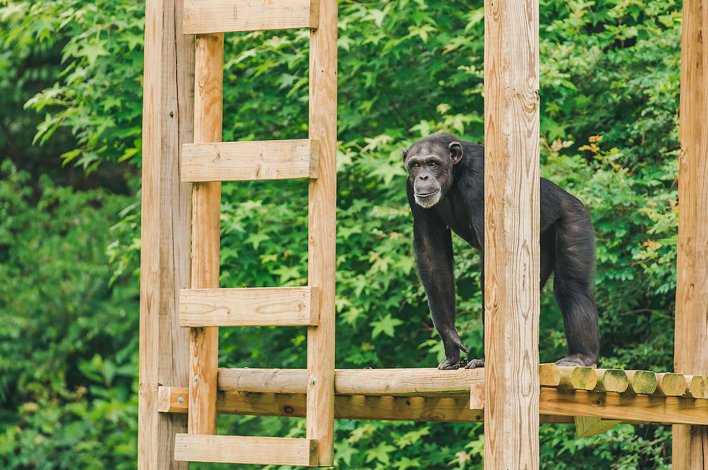 Chimp Standing on Wooden Porch in Nature Observing