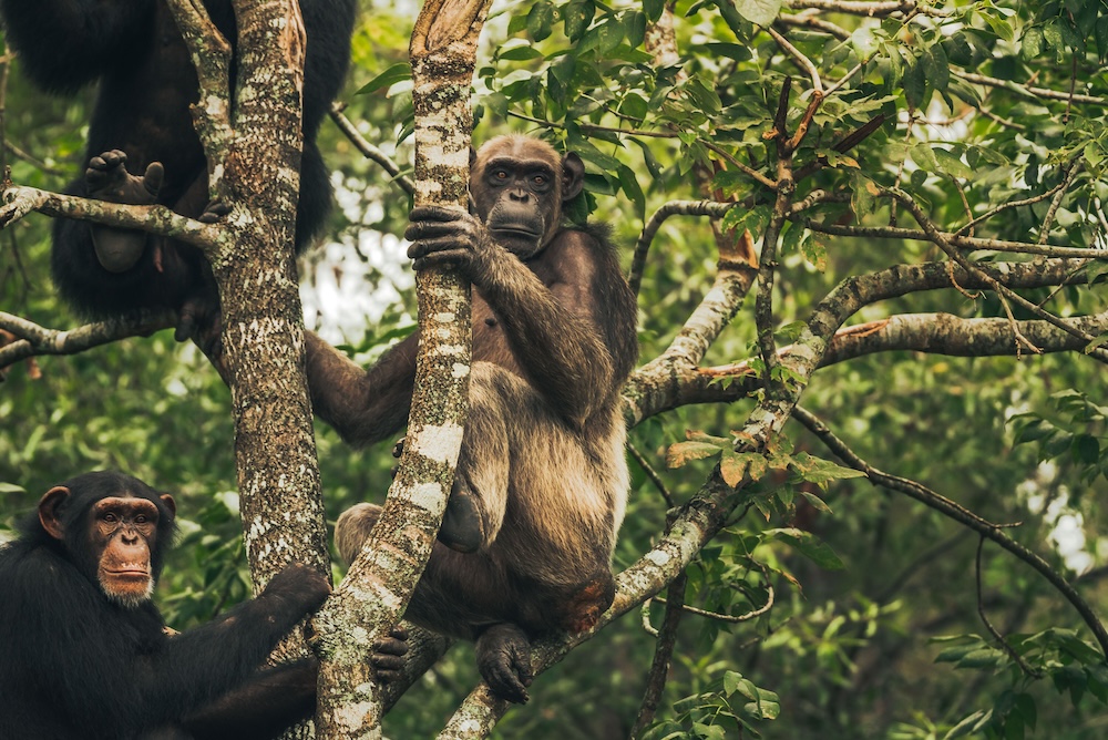 flora and others up on tree
