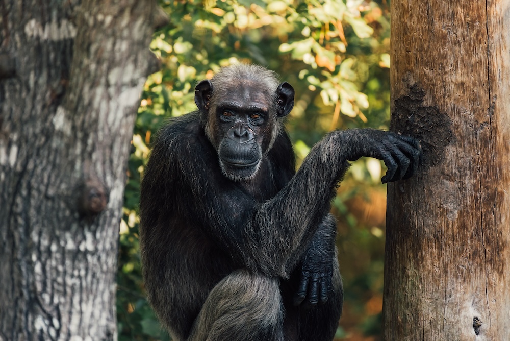 flora between trunks