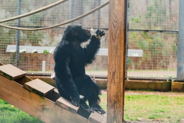 harper drinking bottle