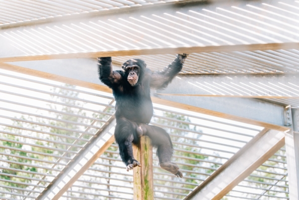 harper sitting on log