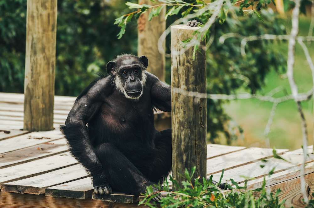 Chimp Sitting on Porch and Enjoying