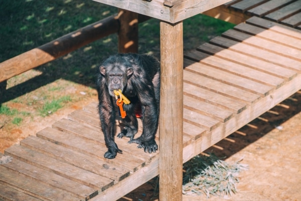 Chimp carry keys in his mouth - Opal