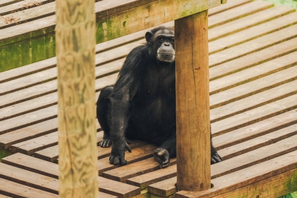 Tinkerbell vs. Windchime