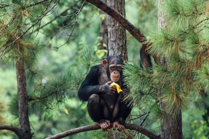 valentina rose in tree banana