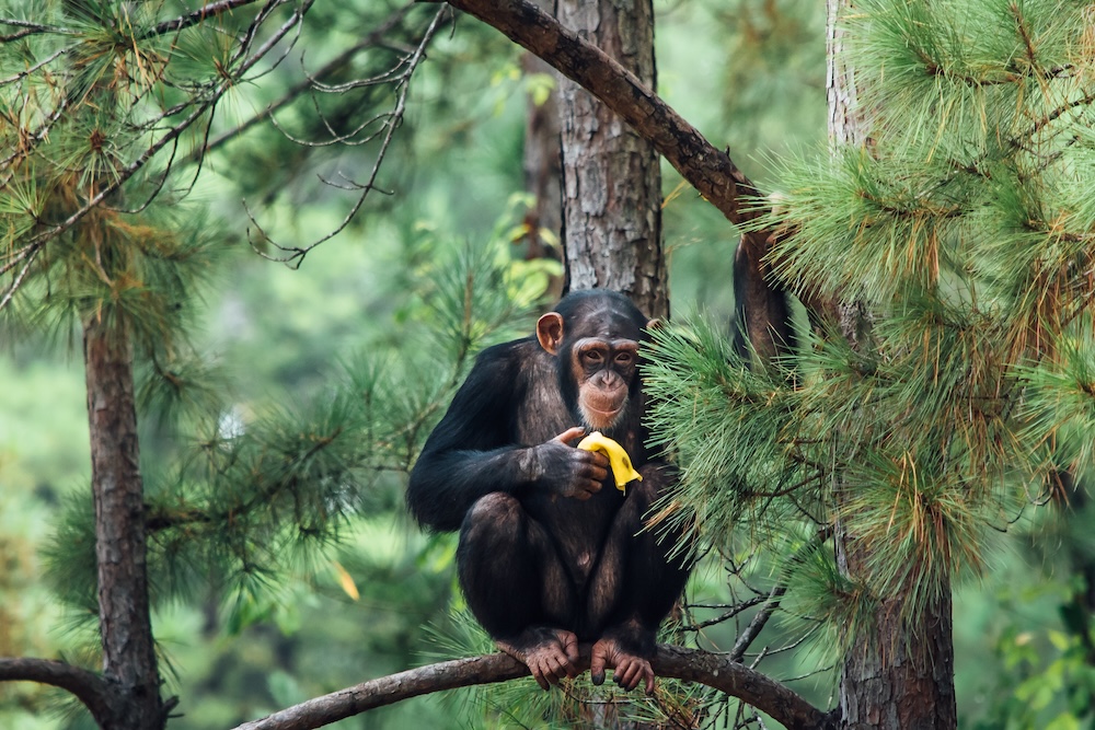 valentina rose in tree banana