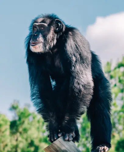 Chimp Standing