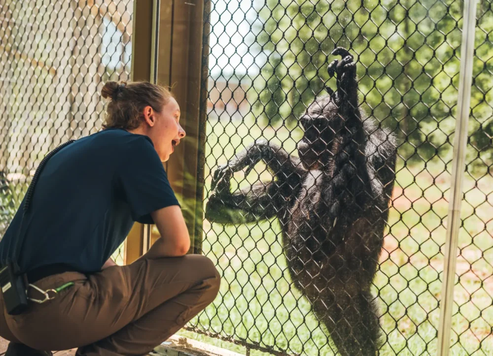 Chimp Haven Staff Playing With Chimp