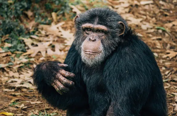 Chimp Chat