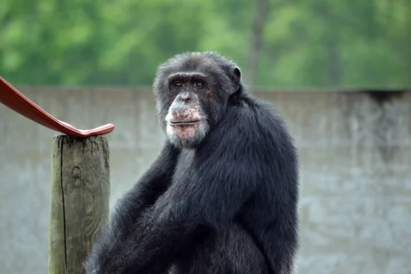 Hawkins on structure