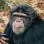 Small Chimp Photo