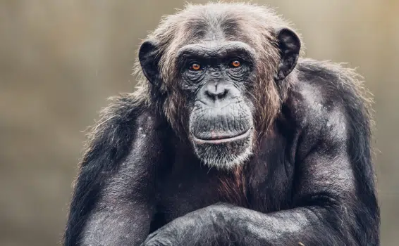 Chimp Portrait
