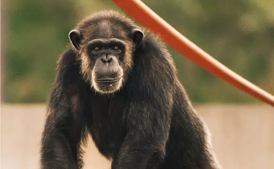 Chimp in Playground